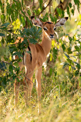 Young impala stands in bushes looking back