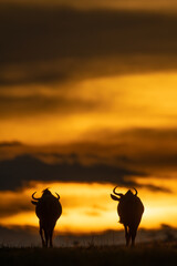 Fototapeta na wymiar Two blue wildebeest standing on sunset horizon