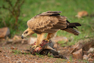 Tawny eagle bends over carrion on track