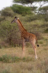 Naklejka na ściany i meble Young Masai giraffe stands staring in profile