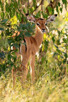 Young impala stands in bushes looking back © Nick Dale