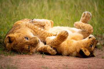 Two lion cubs play fighting on grass