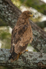 Tawny eagle on lichen-covered branch tilting head
