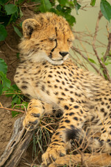 Cheetah cub lies asleep on termite mound