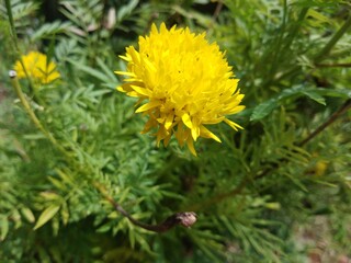 Tropical flower in the garden