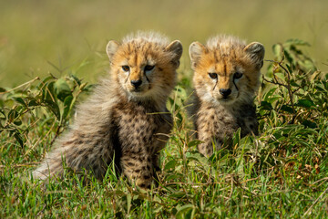 Fototapeta na wymiar Two cheetah cubs sit in leafy bushes