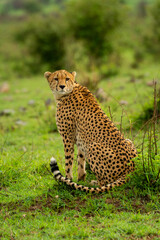 Obraz premium Cheetah sits on grassy mound looking back