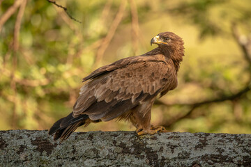 Fototapeta premium Tawny eagle on lichen-covered branch looking back