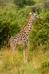 Naklejka na ściany i meble Young Masai giraffe stands among leafy bushes