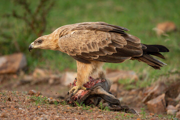 Tawny eagle stands on carrion bending head