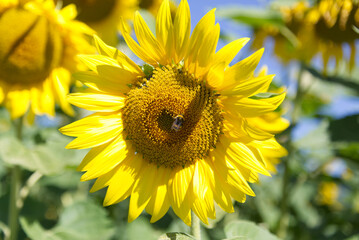 Beautiful sunflower in the sunshine of a summer morning