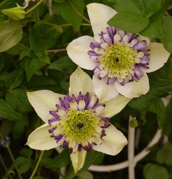 clematis florida viennetta