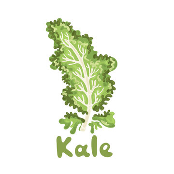 Vegetable Kale, healthy vector colorful food vegetable spice ingredient. Kale on white background. Elegant kale leaf cabbage. A decorative organic raw vegetable curly leaf. Edible plant cute picture