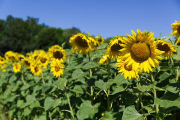 Magnificent sunflowers illuminated by the summer sun