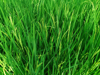 Fototapeta na wymiar Green rice field in country side of Thailand