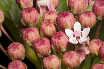 Asclepias syriaca, commonly called common milkweed, butterfly flower, silkweed, silky swallow-wort, and Virginia silkweed. Buds and flower close-up