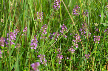Summer flowering of fragrant thyme illuminated by the sun on a green meadow