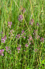 Summer flowering of fragrant thyme illuminated by the sun on a green meadow vertical orientation