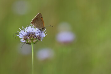 Kleiner Feuerfalter auf lila Blüte
Lycaena phlaeas