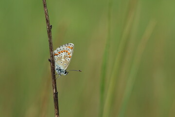 Schmetterling Bläuling vor grünem Hintergrund auf einem Stängel
Plebejus idas