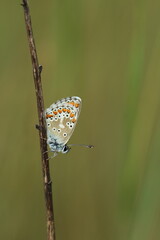 Idas  Bläuling auf einem Stängel
Plebejus idas