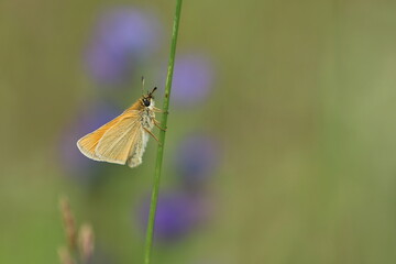 Dickkopffalter Hesperiidae auf einem Blumenstängel