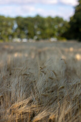  Arcicultural background wheat field on background. Rich harvest
