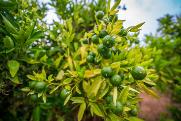 Closeup view of small oranges in the tree