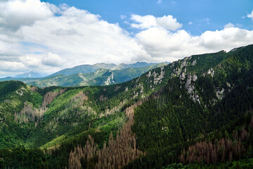 A mountain slope with a mountain pine and limestone rocks in the mountains Tatry