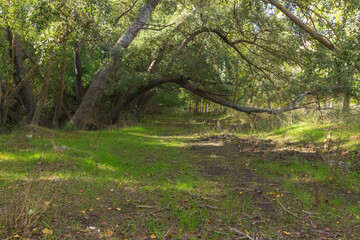 Fototapeta na wymiar landscape with trees and bushes