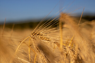 Yellow wheat spike on the blue sky. Arcicultural background. Out of focus