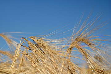 Yellow wheat spike on the blue sky. Arcicultural background. Out of focus