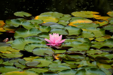 池に浮かぶ蓮の葉と華