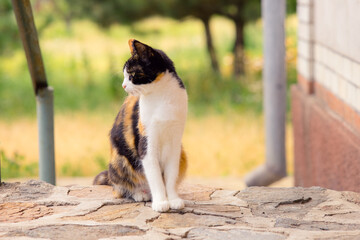 Tricolor cat sitting outdoor on the doorstep. Maneki neko kitty relax in the summer yard.