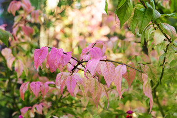Autumn background beautiful lilac leaves of the plant Euonymus Euonymus after rain