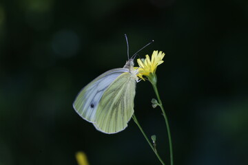 Black-veined white butterfly sits on a flower