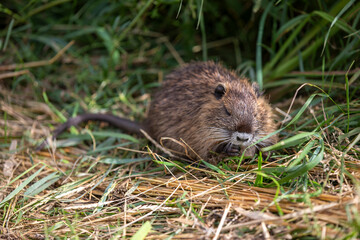 young Coypu (Myocastor coypus) on a meadow eating