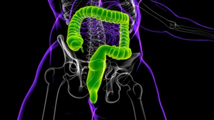 Large Intestine 3D Illustration Human Digestive System Anatomy