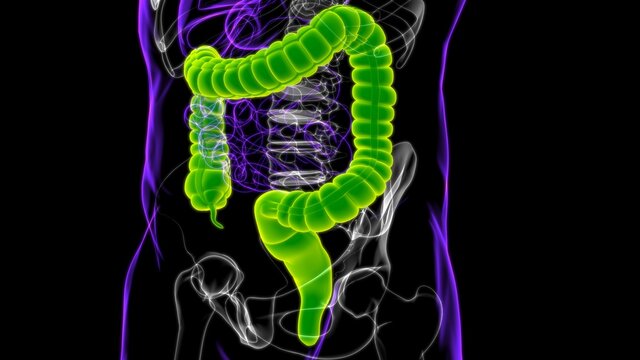 Large Intestine 3D Illustration Human Digestive System Anatomy