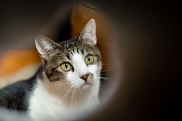 のぞき穴から見る猫ちゃん　　キジトラ猫