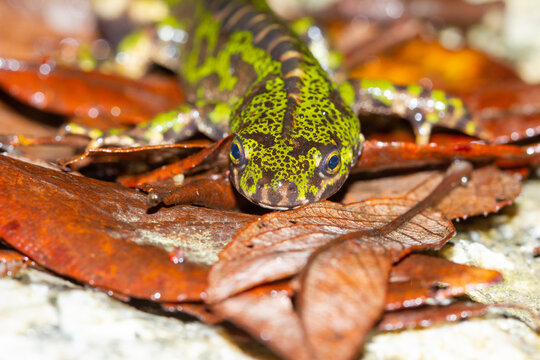 Detalle de Triturus marmoratus, trit&oacute;n jaspeado sobre las hojas secas.