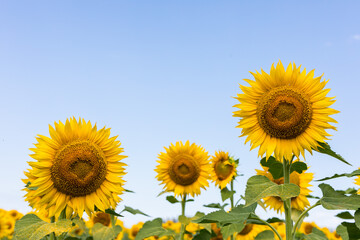 some sunflowers in the field on a blue sky