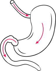 Hand drawn stomach doodle sketch vector illustration