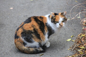こちらを見る三毛猫