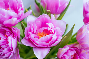Fototapeta premium Beautiful magenta tulip flower bouquet 