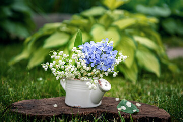 Goose bow is a small white flowers of the snowdrop. Goose onions in the flowering phase