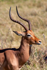 Male Impala - Okavango Delta - Botswana