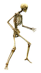 3D Rendering Human Skeleton on White