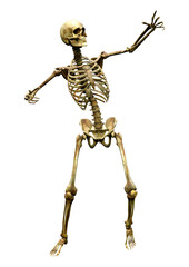 3D Rendering Human Skeleton on White