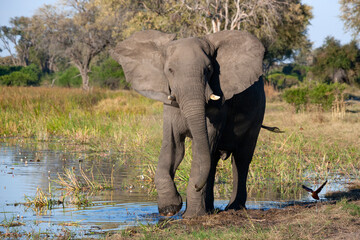 Obraz premium African Elephant - Khwai River - Botswana